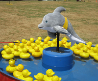 Duckpond Dolphin